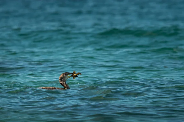 Jovem Shag Natação Mar Captura Peixe Dia Ensolarado Verão França — Fotografia de Stock