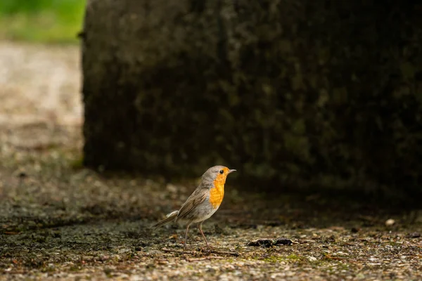 Avrupalı Robin Yerde Duruyor Orman Yaz — Stok fotoğraf