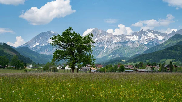 夏天阳光灿烂的一天 在阿德蒙特附近的奥地利阿尔卑斯山畔 国家公园Gesaeuse 黄花绿茵的草地 — 图库照片