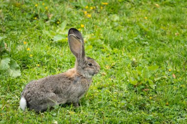 Büyük kulaklı küçük bir tavşan çayırda oturuyor, yazın bulutlu bir gün.