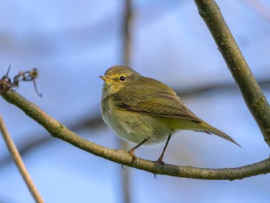 Ağaçta oturan sıradan bir Chiffchaff, ilkbaharda güneşli bir gün, mavi gökyüzü, Yukarı Avusturya