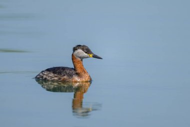 Kızıl boyunlu bir yunus, baharda güneşli bir günde gölde yüzer (Avusturya)