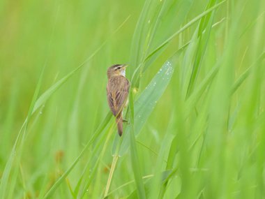 Sedge Warbler bir bitkinin üzerinde oturuyor, yazın bulutlu bir gün.