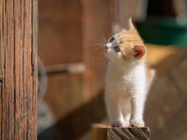 Beyaz ve açık kahverengi kürklü evcil kedi Matrei 'yi Osttirol Avusturya' ya yerleştiriyor.