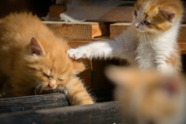 Matrei, Osttirol Avusturya 'da beyaz ve açık kahverengi kürklü meraklı genç kedi çiftlik ortamını keşfediyor.