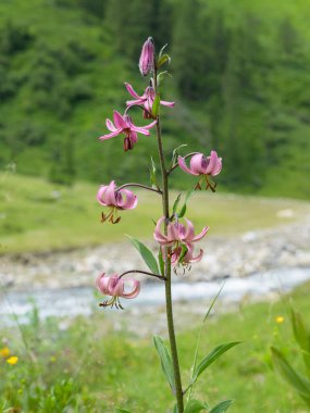 Kals am Grossglockner Avusturya 'da güneşli bir yaz gününde, bulanık nehir ve söğüt arka planıyla Martagon zambağı çiçek kümesi