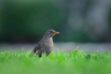Vahşi bir karatavuk akşam vakti çayırlarda yiyecek arar.