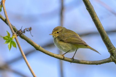 Ağaçta oturan sıradan bir Chiffchaff, ilkbaharda güneşli bir gün, mavi gökyüzü, Yukarı Avusturya