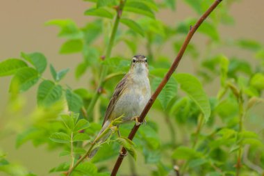 Bir Sedge Warbler çalıların üzerinde oturuyor, yazın bulutlu bir gün (Avusturya)