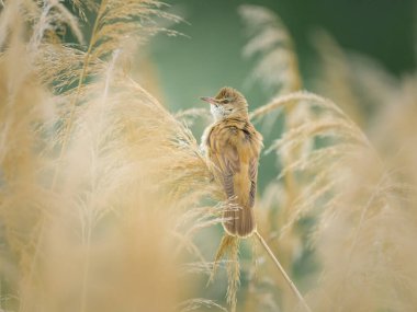 Büyük bir sazlık bülbülü sulak arazide sazlıkların arasında oturur.