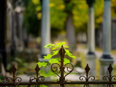 Zentralfriedhof Viyana Avusturya 'daki mezardaki paslı demir şebekesinde yeşil tırmanma tesisi sembolik atmosfer gösteriyor