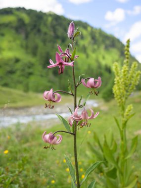 Güneşli yaz gününde Kals am Grossglockner Avusturya 'da bulanık bir nehir ve söğüt ağacıyla Martagon zambağı çiçek kümesi