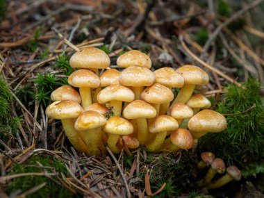 Gmuend, Avusturya 'da orman zemininde yetişen bir grup küçük sarı mantar, sonbaharda doğal orman atmosferiyle yakalanır..