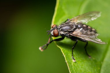 Bir makro görüntü, Avusturya, Viyana 'da yeşil bir yaprağın üzerinde dinlenen bir sineği gösteriyor. Baharda, detaylı doku ve doğal ışıkla yakalanmış..