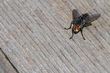 Makro görüntü Avusturya 'da bir tahtanın üzerinde dinlenen bir sineği gösteriyor. Sonbaharda, detaylı doku ve doğal ışıkla yakalanmış..