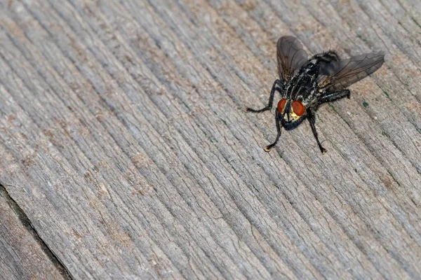 Makro görüntü Avusturya 'da bir tahtanın üzerinde dinlenen bir sineği gösteriyor. Sonbaharda, detaylı doku ve doğal ışıkla yakalanmış..