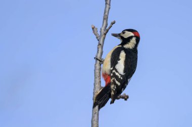 Büyük benekli ağaçkakan Viyana, Avusturya 'da açık mavi gökyüzünün altında ince bir dalda oturur, sonbahar mevsimi, güneşli hava.