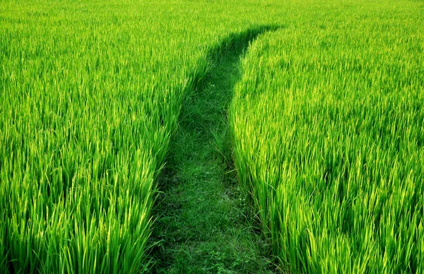 Campo de arroz natural Pathway — Fotografia de Stock