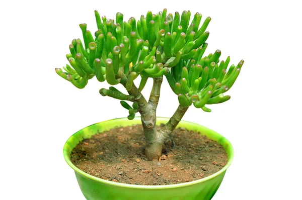 Green bonsai plant — Stock Photo, Image