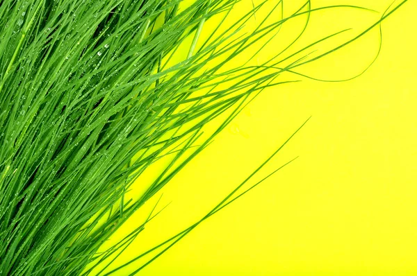 黄色の背景で緑の草 — ストック写真