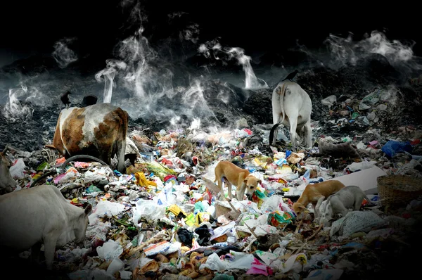 Cattle eating plastic — Stockfoto