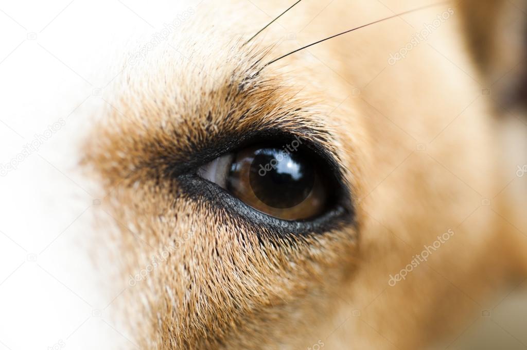 brown dog eye