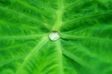 Lotus yaprağı ile damla