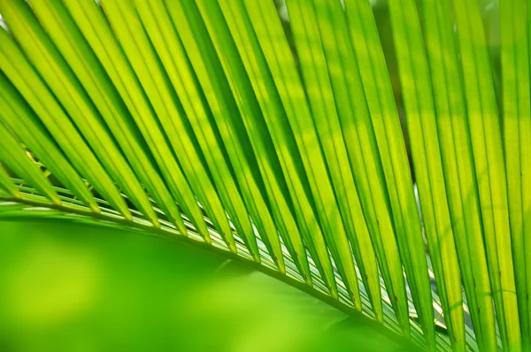 Palmgroen blad — Stockfoto