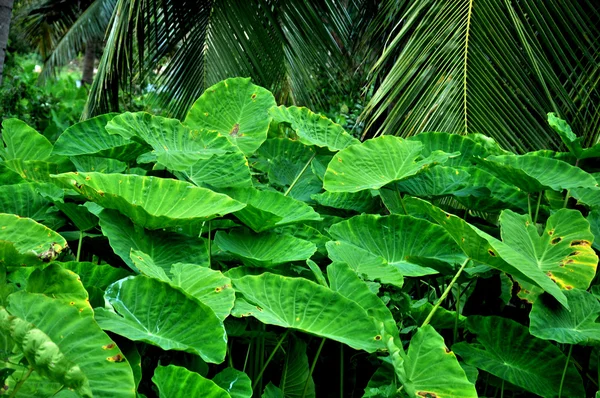 Lotus blad tuin — Stockfoto