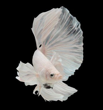 Siyah arka plan üzerine izole betta büyük kulak.