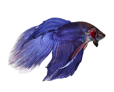 Siyam dövüşçü balığı, betta beyaz arka planda izole