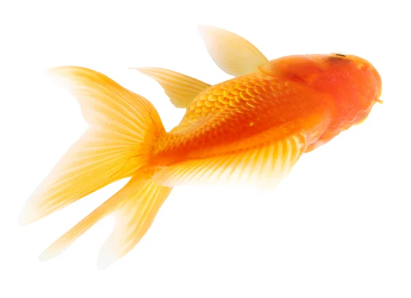 Guldfisk. Isolering på vitt — Stockfoto