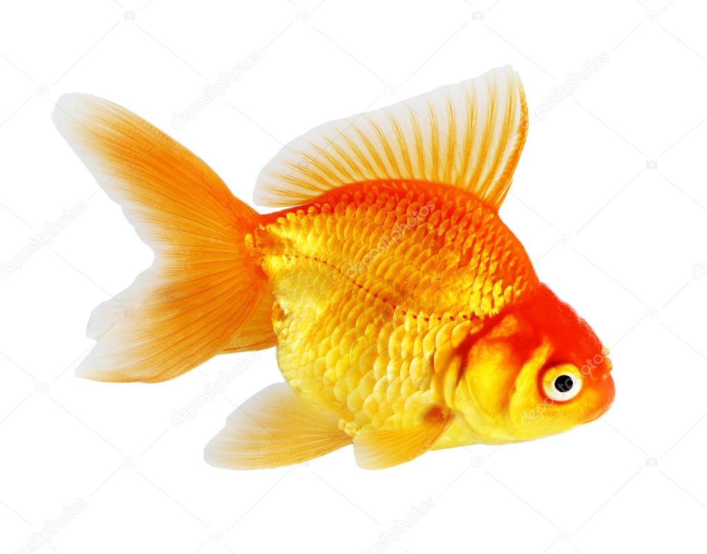 Gold fish. Isolation  on the white