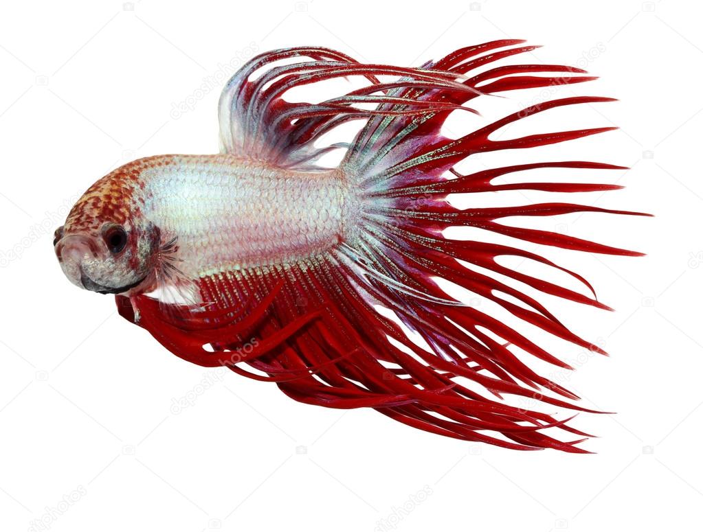 siamese fighting fish , betta isolated on white background