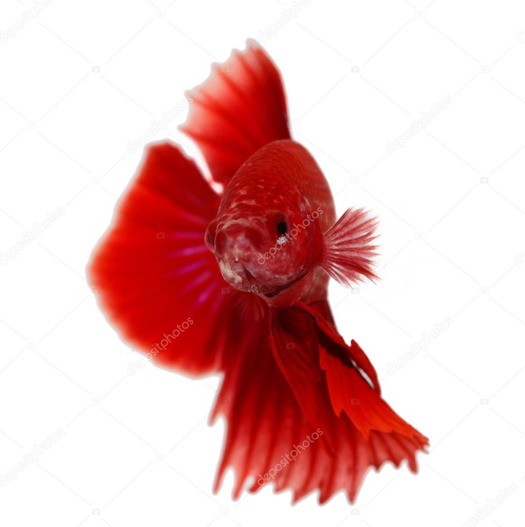 siamese fighting fish , betta isolated on white background