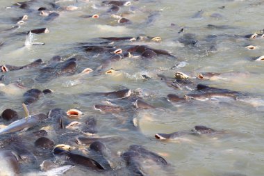 Yayın balığı besleme elimden alındı