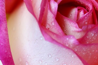 pembe taze gül kadar kapatın