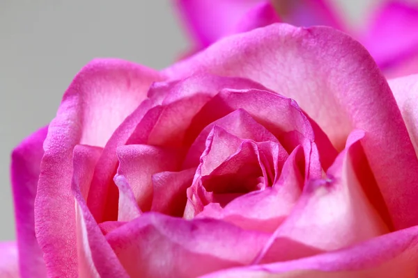 Detailní záběr růžové čerstvé růže — Stock fotografie