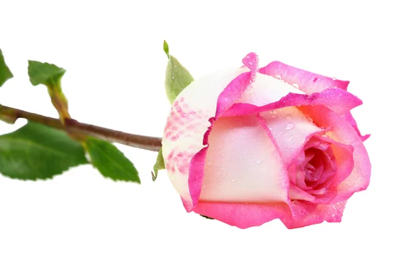 Pink fresh rose isolated on a white background — Stock Photo, Image
