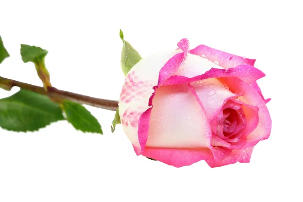 Rosa frische Rose isoliert auf weißem Hintergrund — Stockfoto