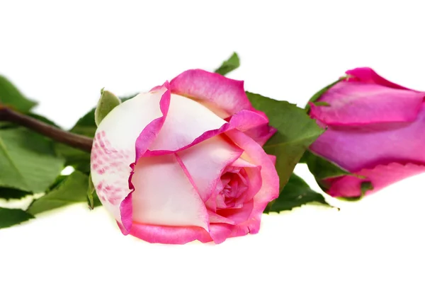 Růžová čerstvé růže izolovaných na bílém pozadí Stock Obrázky