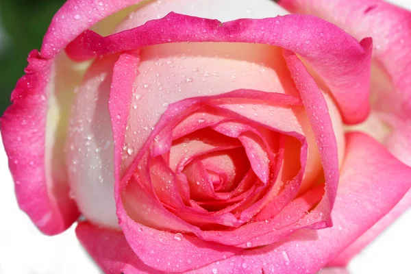Detailní záběr růžové čerstvé růže Royalty Free Stock Obrázky
