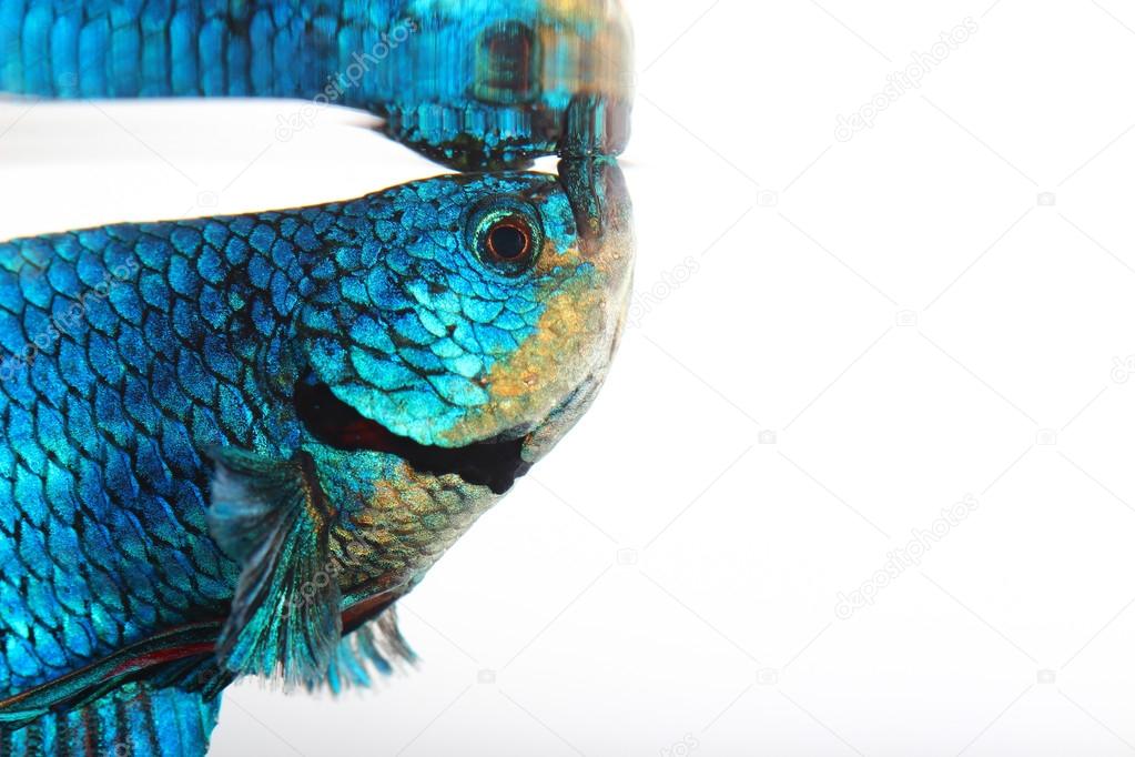 siamese fighting fish , betta isolated on white background