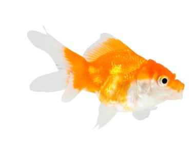 Altın balık. Beyazın üzerindeki izolasyon.