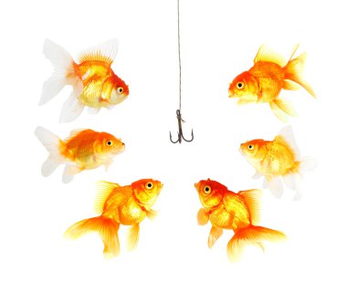 altın balık ve beyaz arka plan üzerinde metal boş kanca