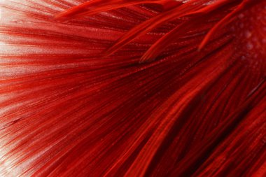 Kuyruk siyam balığının dövüş dokusu