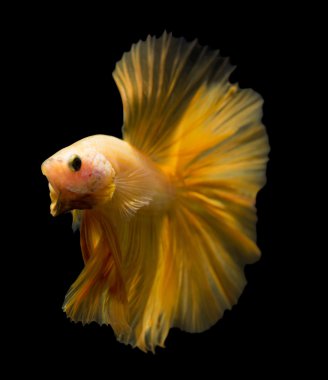 Siyam savaşçısı balıklar siyah arkaplanda izole edilmiş..