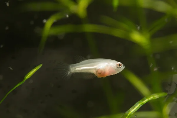 Larvas de peces . — Foto de Stock