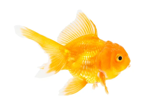 Zlatá ryba. Izolace na bílém. — Stock fotografie