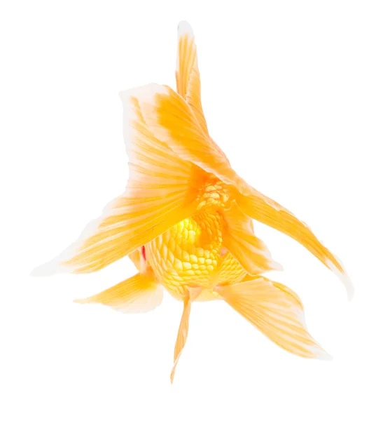 Aranyhal. Elszigeteltség a fehér. — Stock Fotó